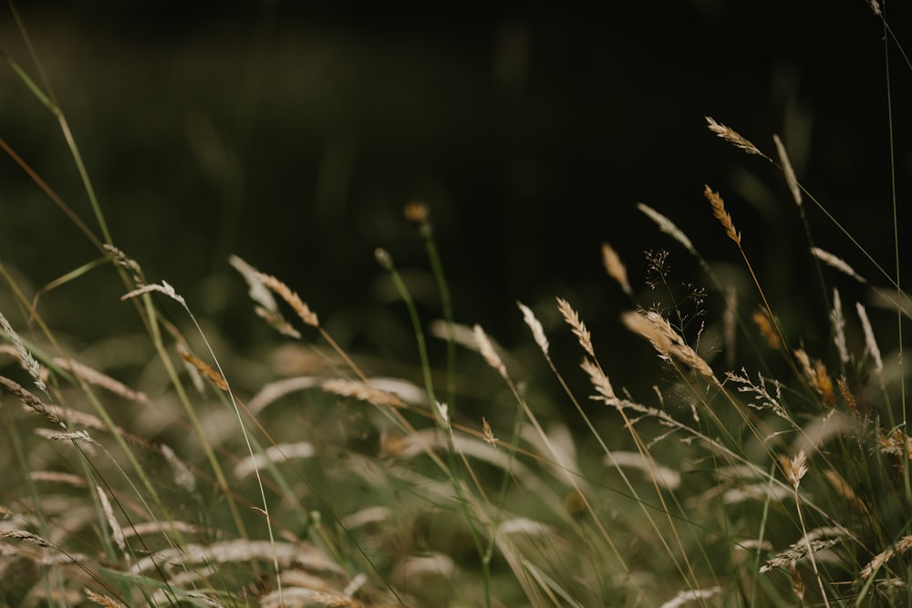 close up of grass