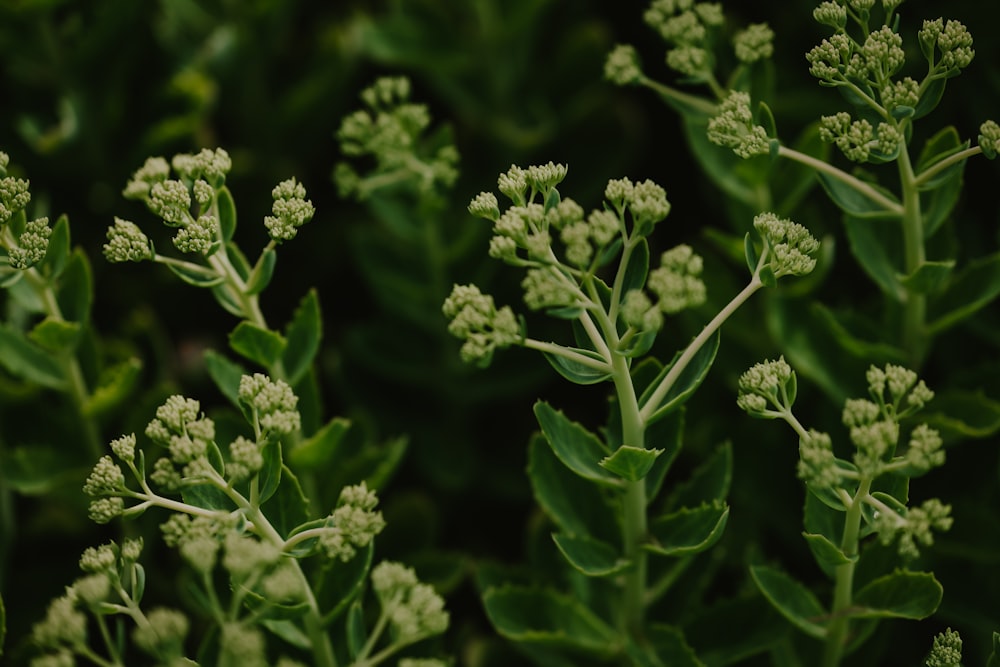 a group of green plants