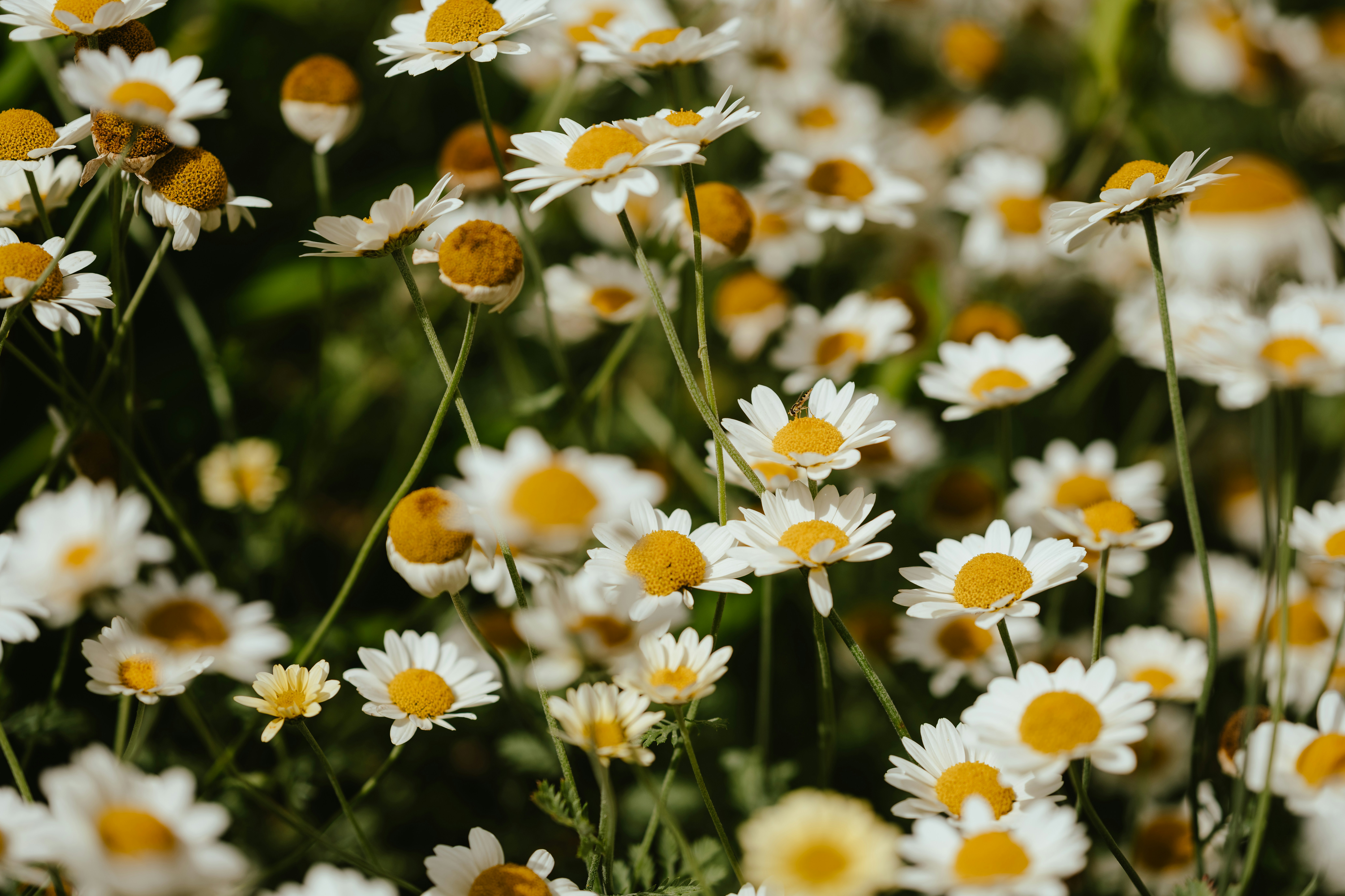 Photo by anniespratt