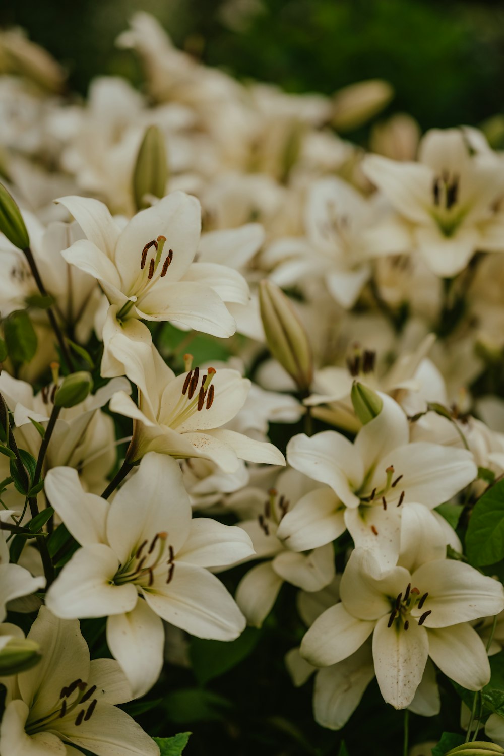 a close up of white flowers