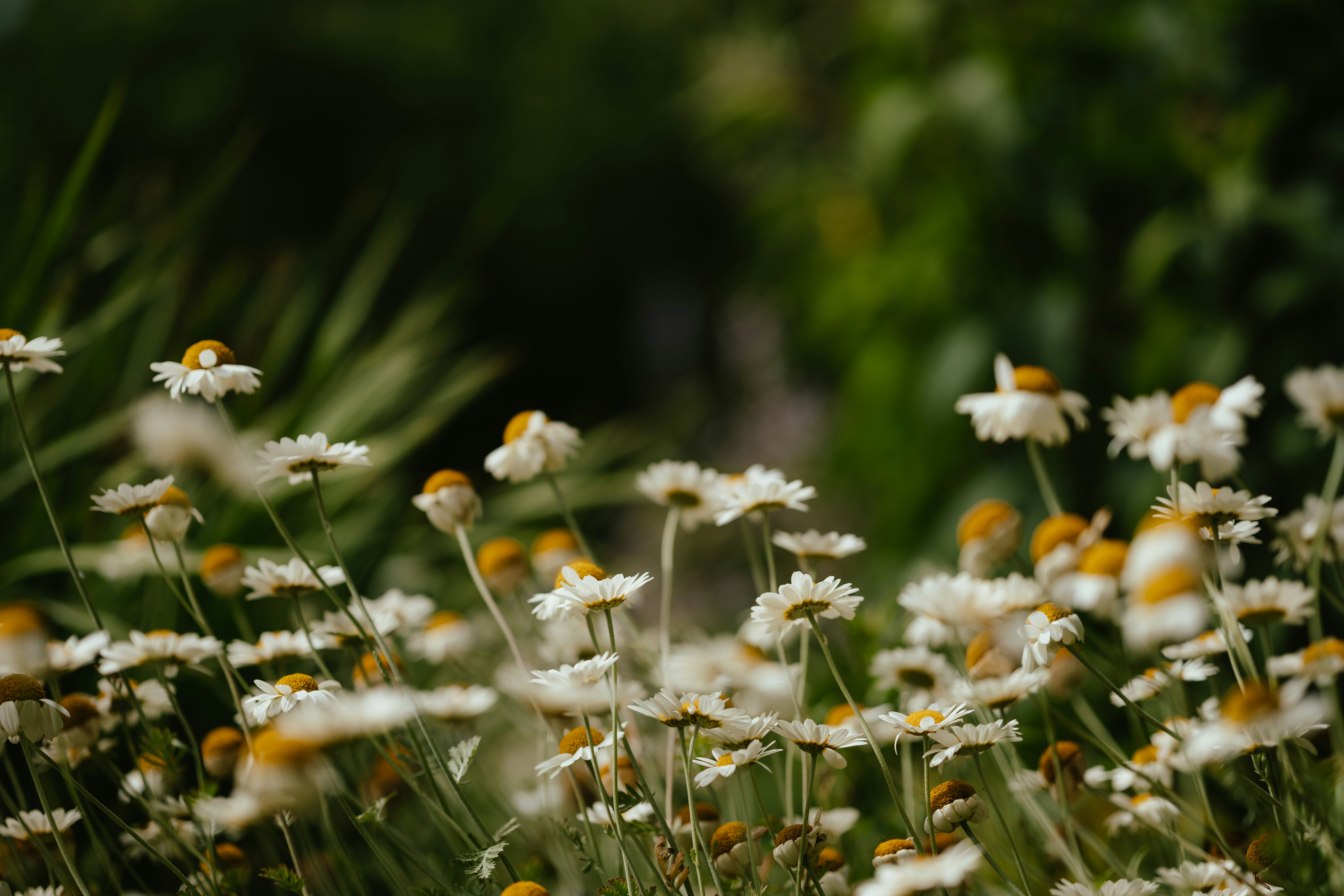 Photo by anniespratt