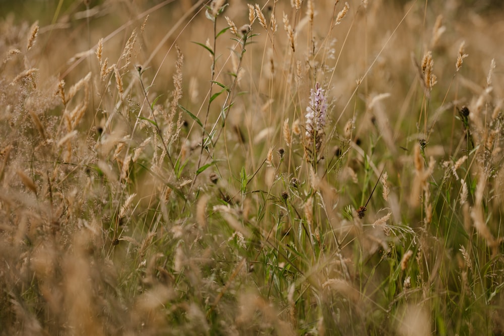 Ein Weizenfeld