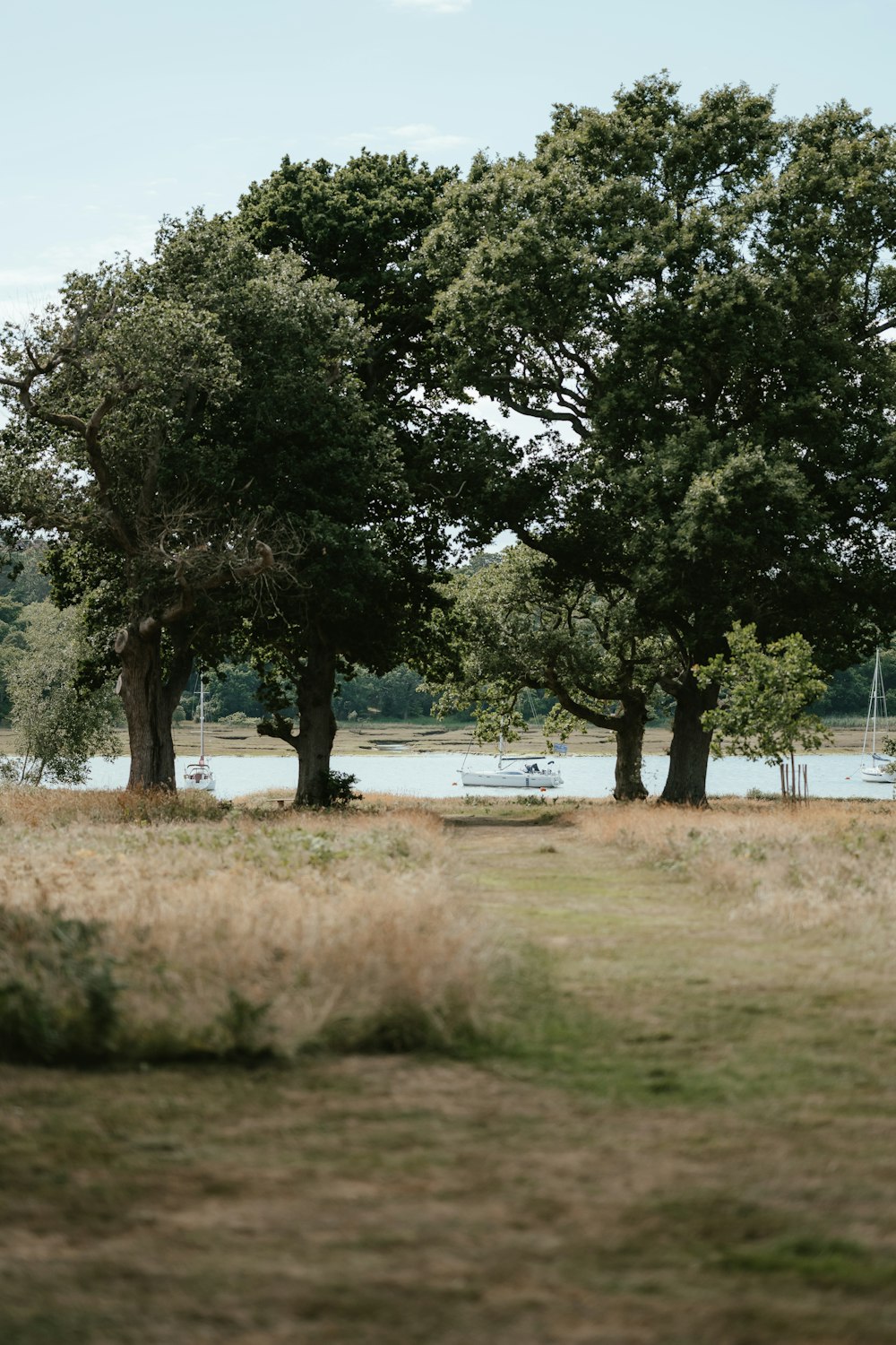 a group of trees next to a body of water