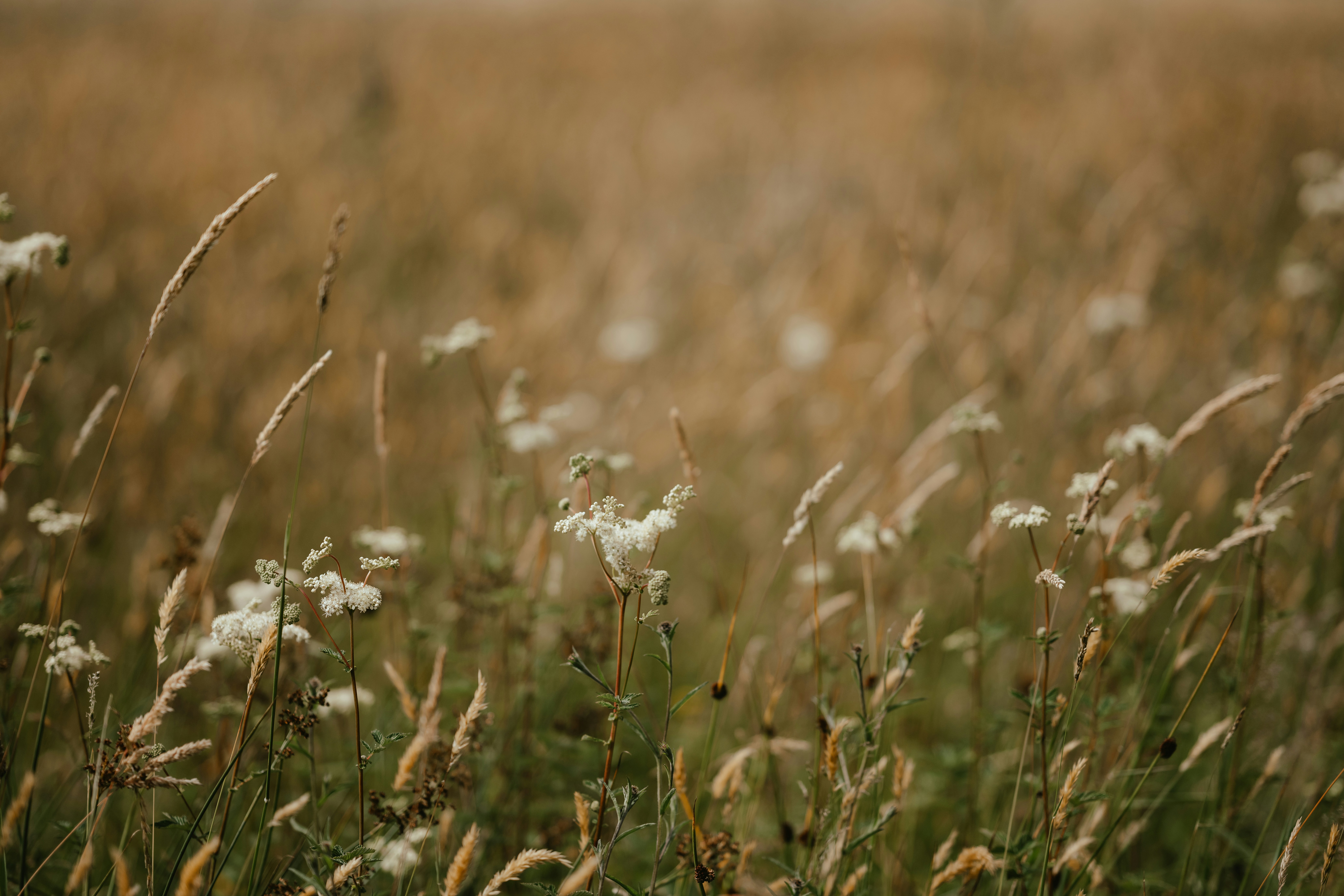 Photo by anniespratt