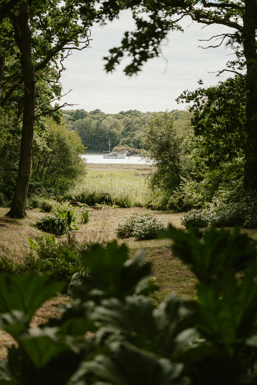 a small pond surrounded by trees