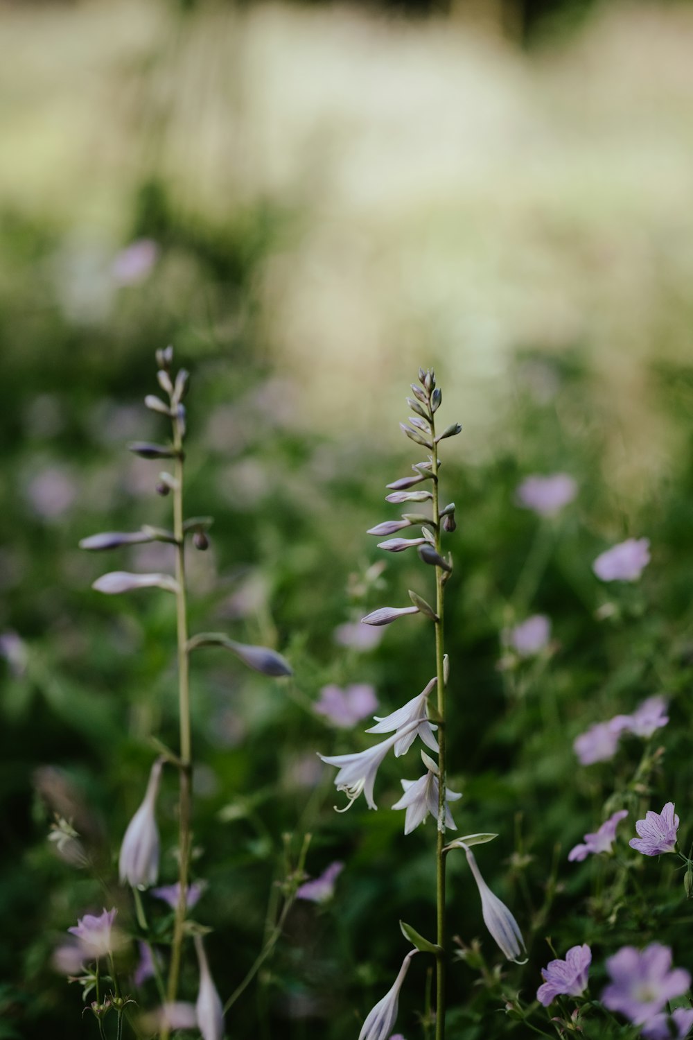 a close up of a flower