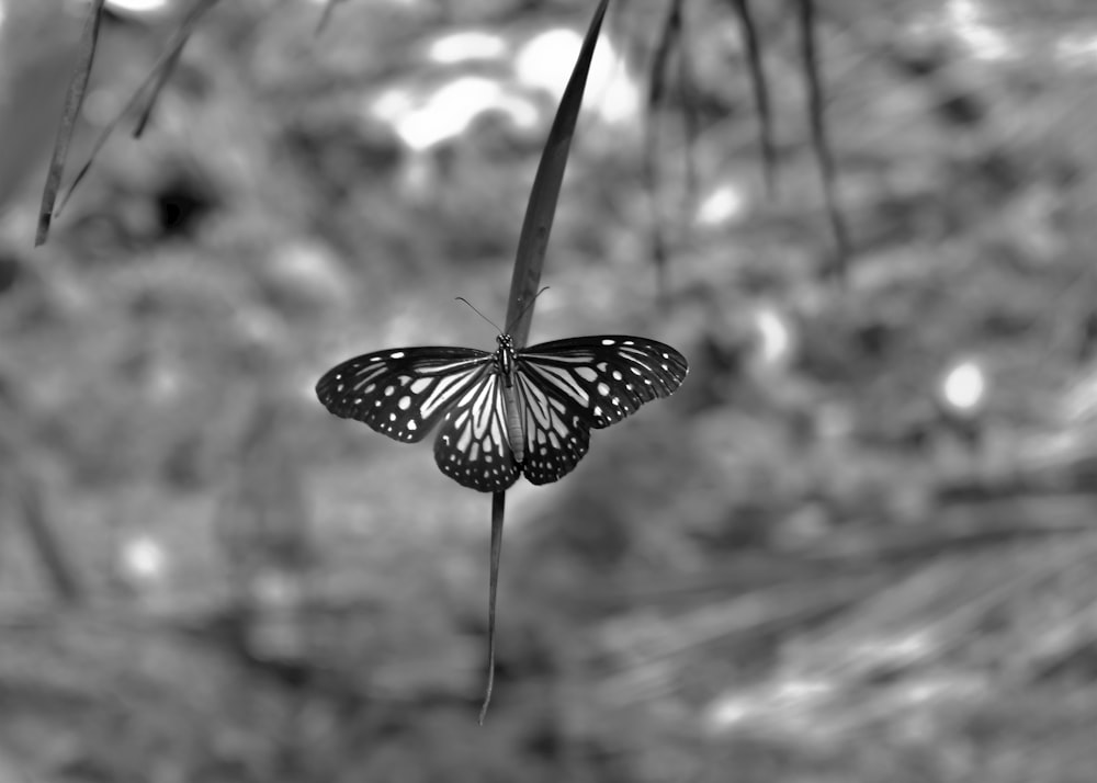 a black and white butterfly