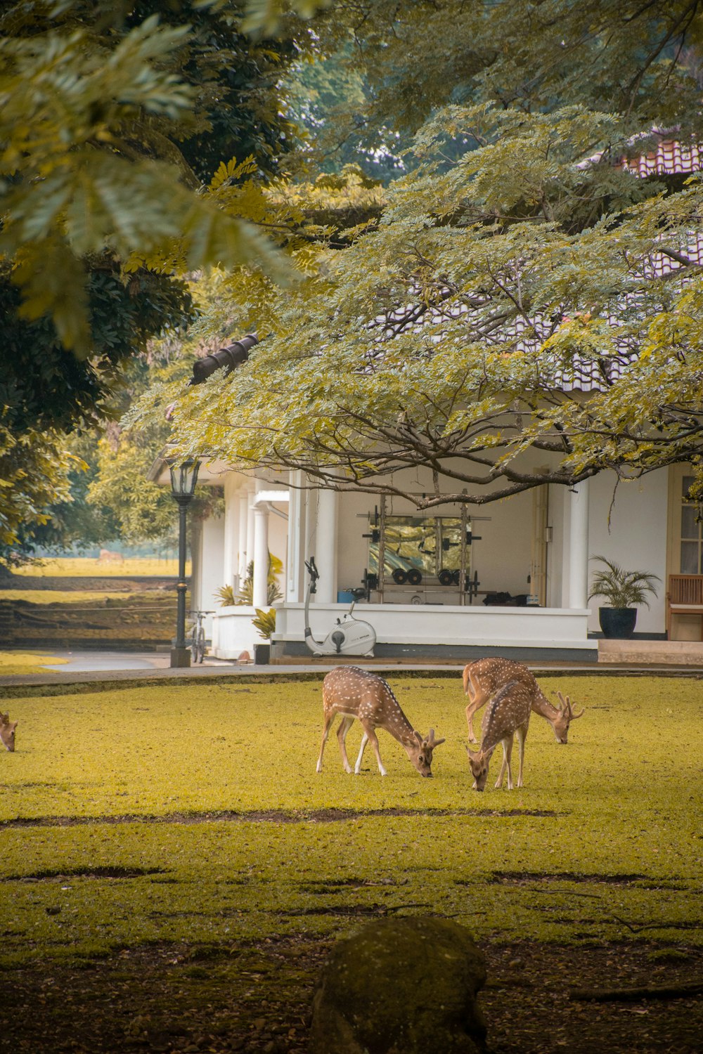 giraffes grazing in a park
