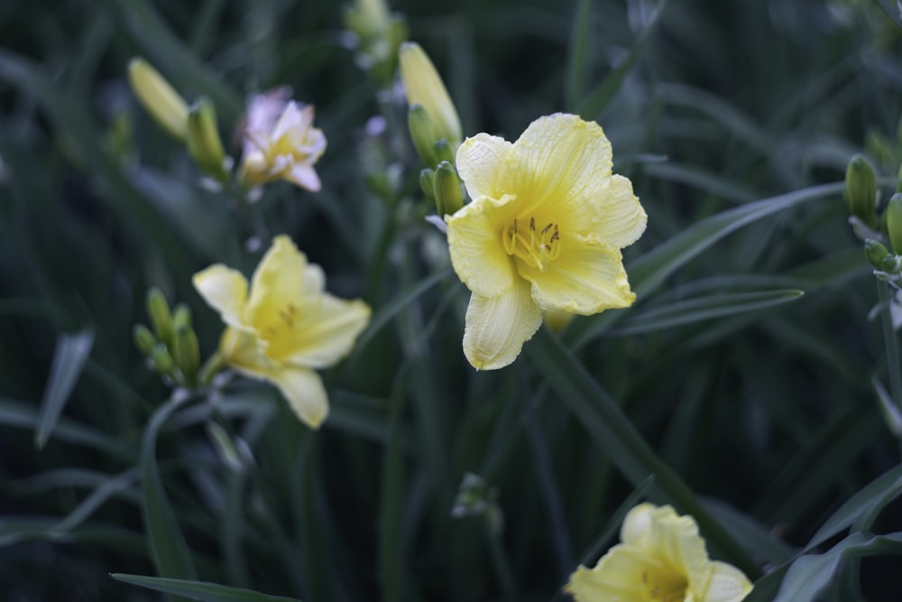 a group of flowers