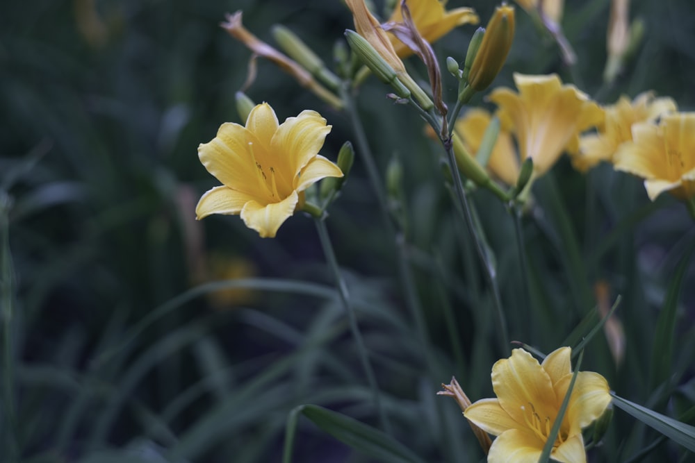 a group of yellow flowers