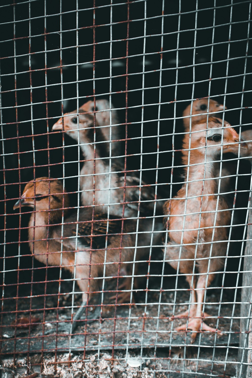 a group of animals in a cage