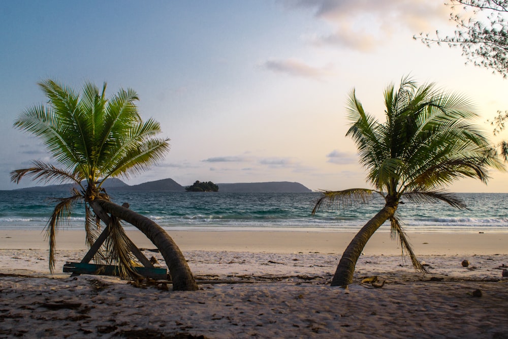 a beach with palm trees and water