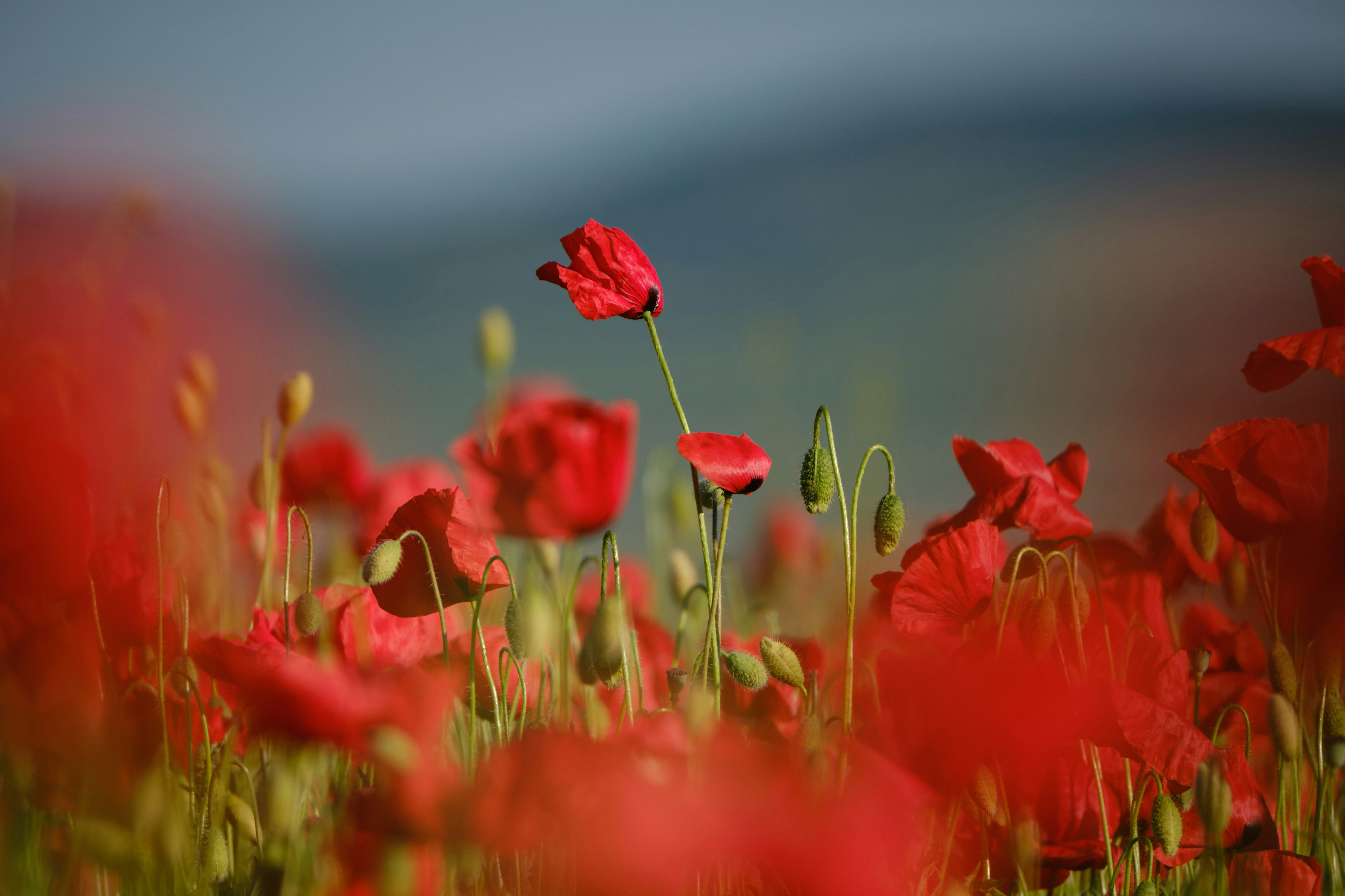 Photo by halofourteen