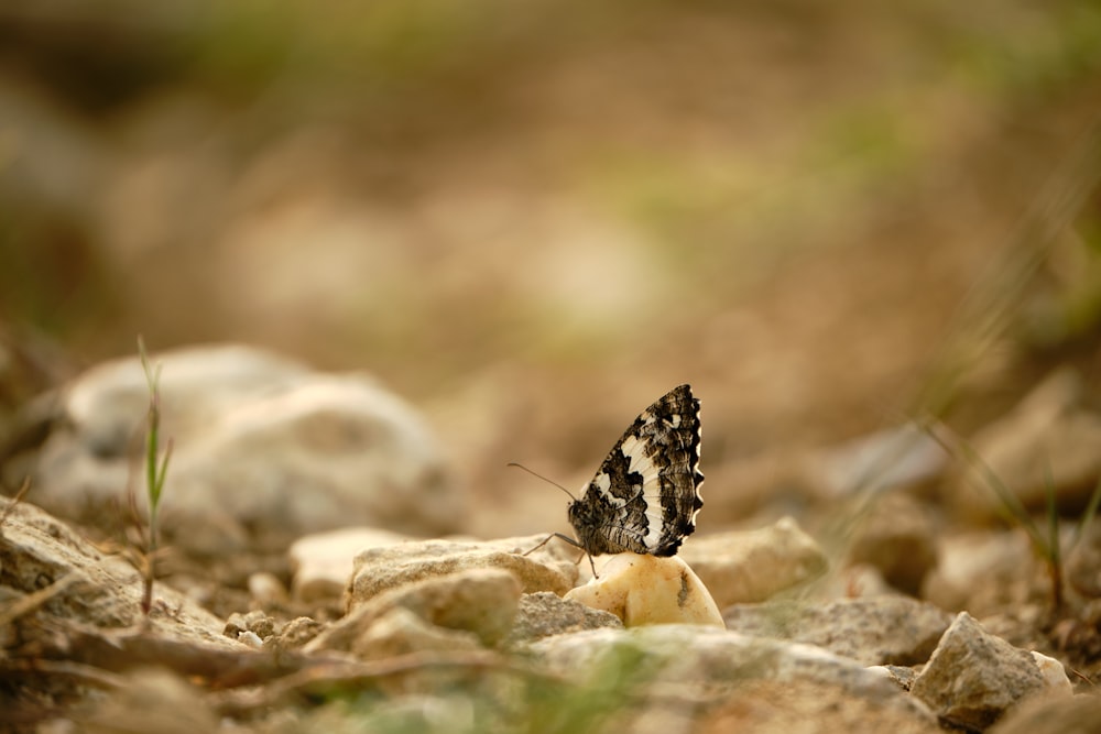 a butterfly on a rock