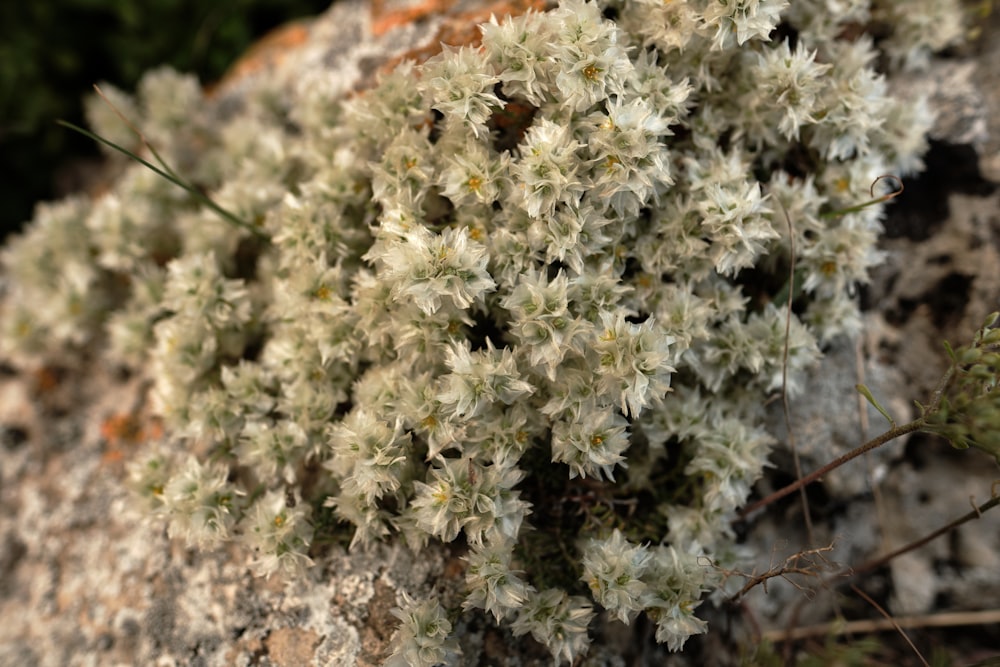 a close up of a plant