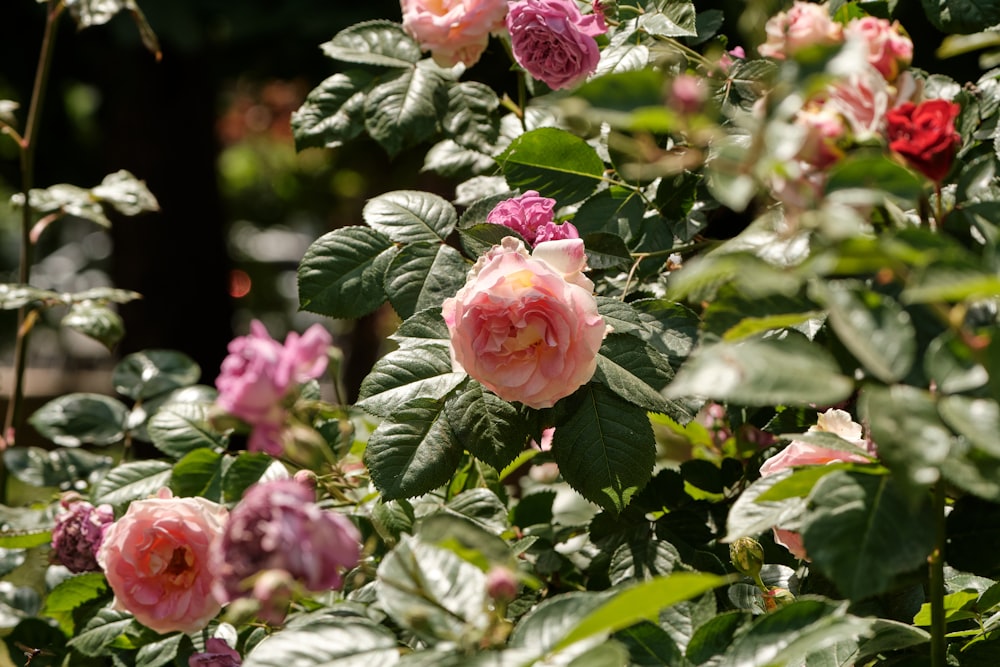 a group of flowers