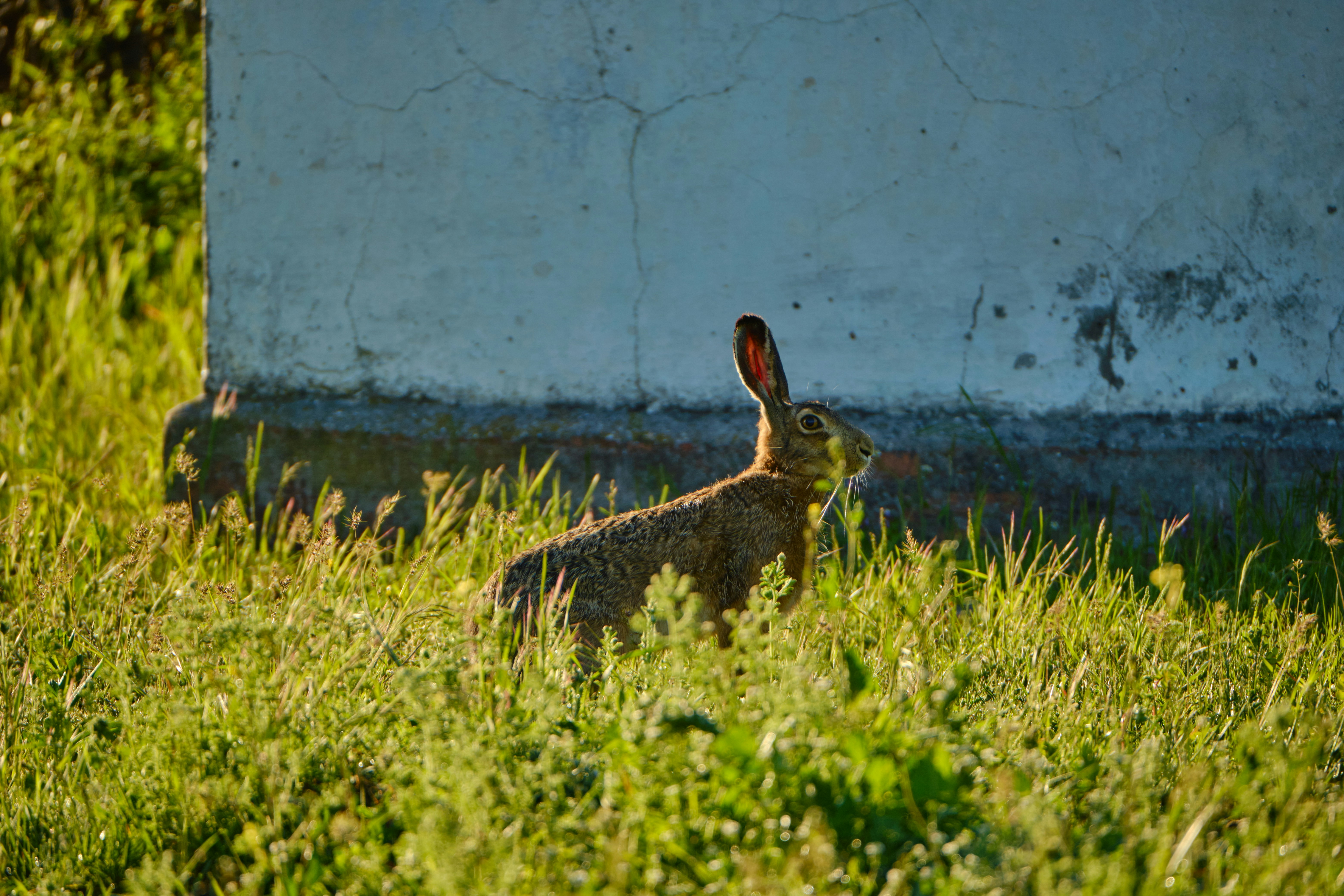 a rabbit in the grass