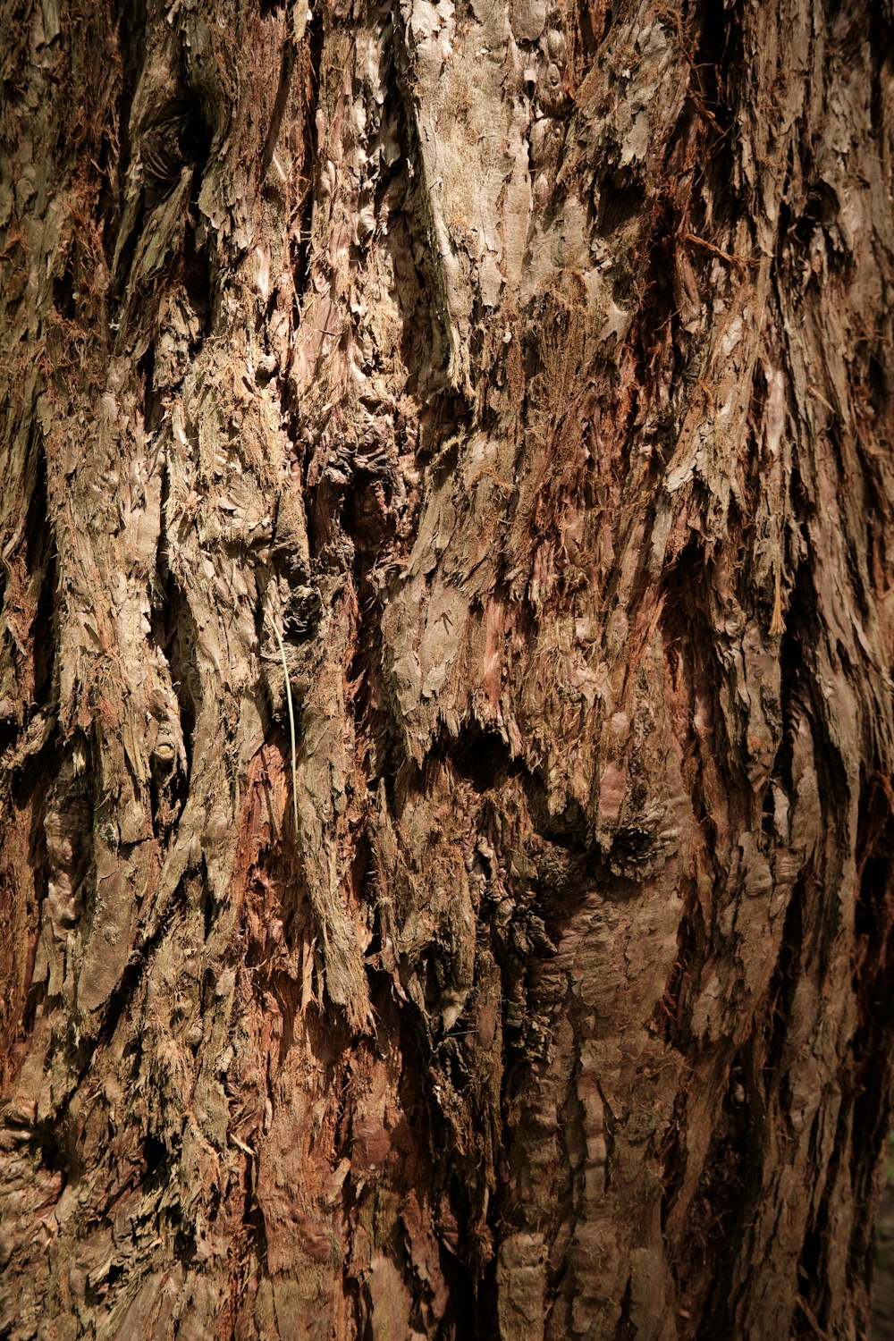 a close up of a tree trunk