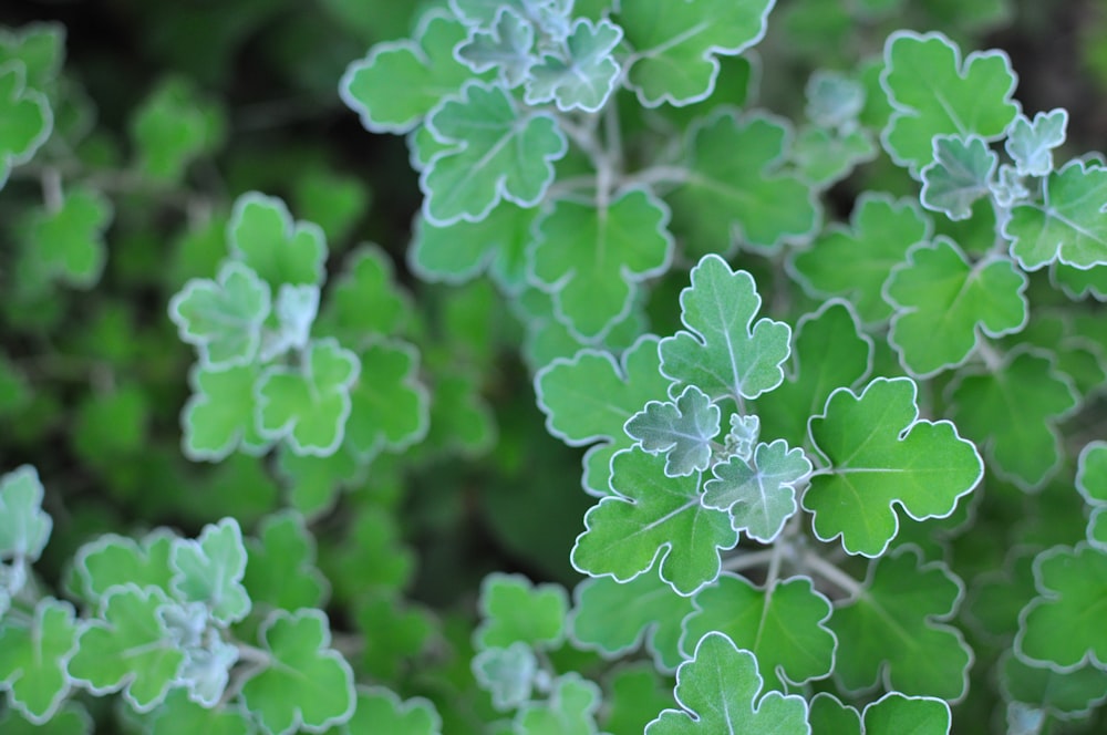 a close up of some leaves