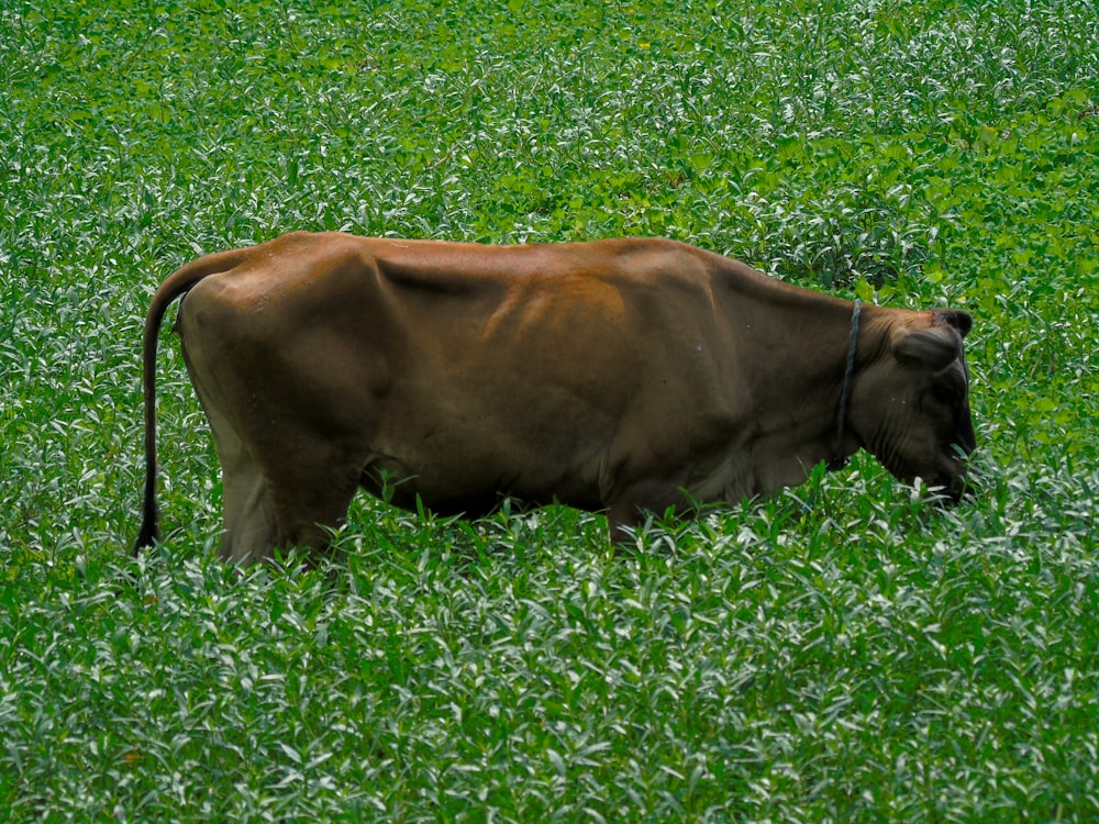 Eine Kuh grast auf einem Feld