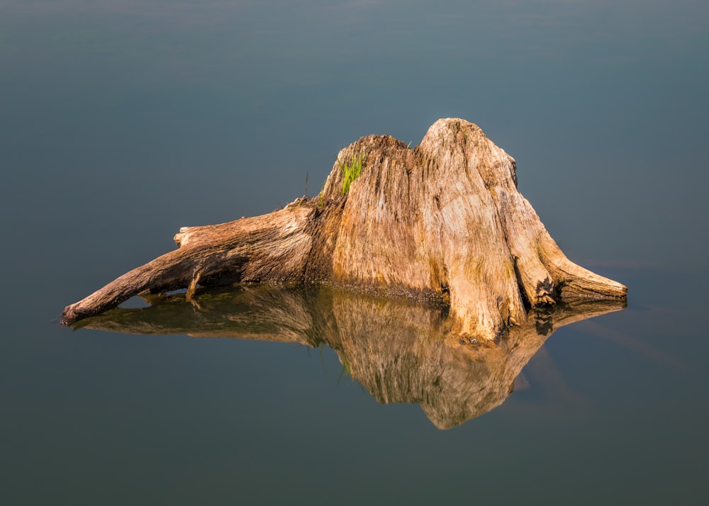 a log floating in water