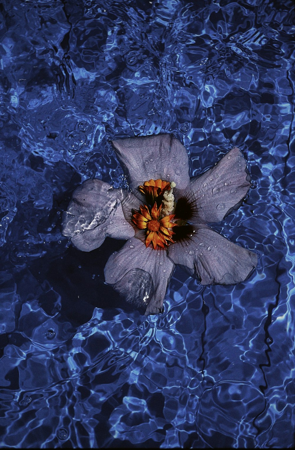 a flower on a blue cloth