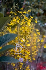 A cluster of vibrant yellow Oncidium orchids are in full bloom, surrounded by lush green leaves. The flowers are delicate and small, with multiple blossoms on thin stems. The scene is set in a natural environment, with a slight blur in the background, suggesting depth and a garden setting.