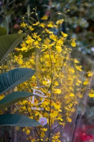 A cluster of vibrant yellow Oncidium orchids are in full bloom, surrounded by lush green leaves. The flowers are delicate and small, with multiple blossoms on thin stems. The scene is set in a natural environment, with a slight blur in the background, suggesting depth and a garden setting.