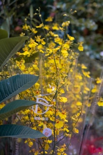 A cluster of vibrant yellow Oncidium orchids are in full bloom, surrounded by lush green leaves. The flowers are delicate and small, with multiple blossoms on thin stems. The scene is set in a natural environment, with a slight blur in the background, suggesting depth and a garden setting.