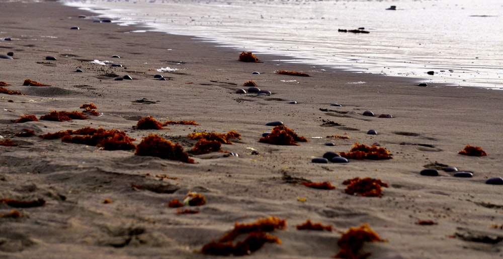 a beach with rocks and water