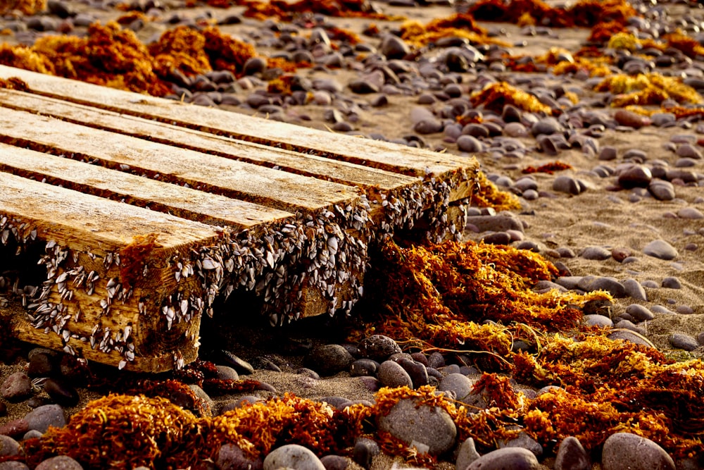 a log on a rocky beach