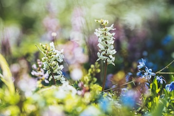 A vibrant close-up of wildflowers in a meadow, featuring two prominent plants with white blossoms. The background is filled with colorful bokeh, suggesting a lush and diverse plant life.