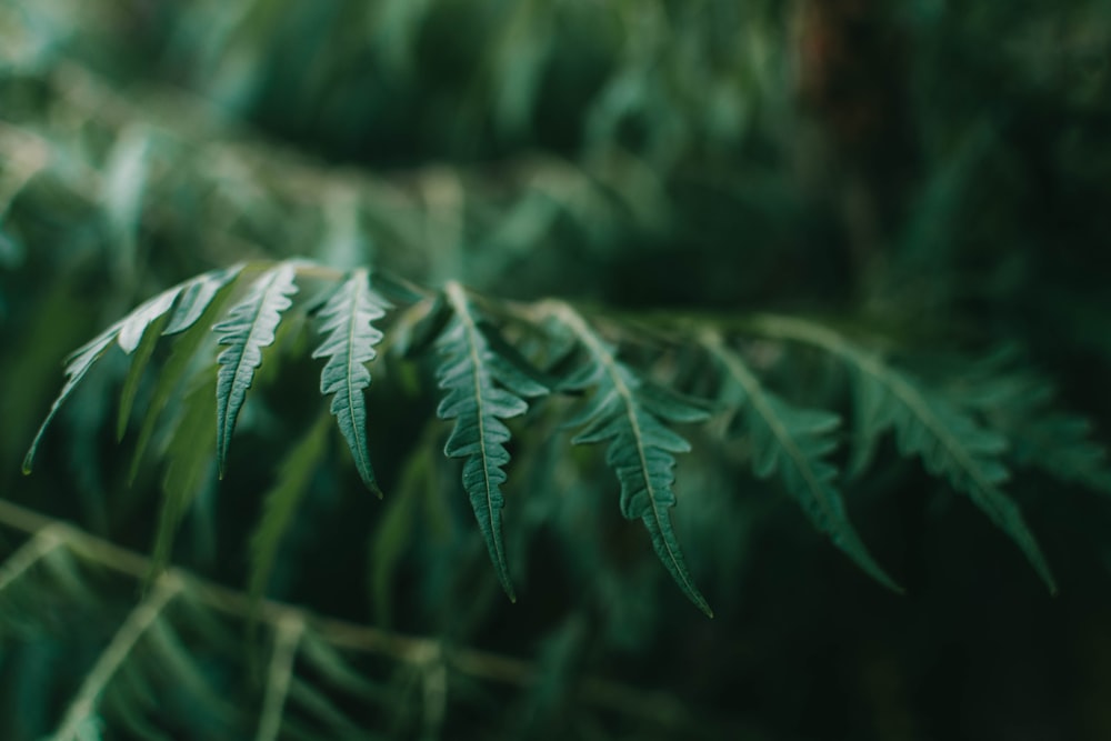 close up of a plant