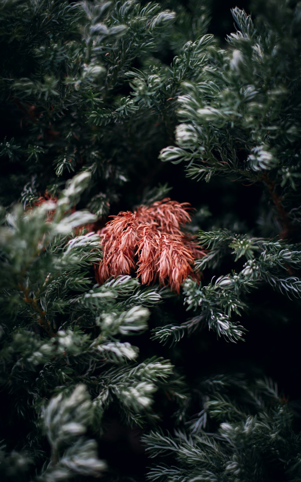 a pine tree with white flowers