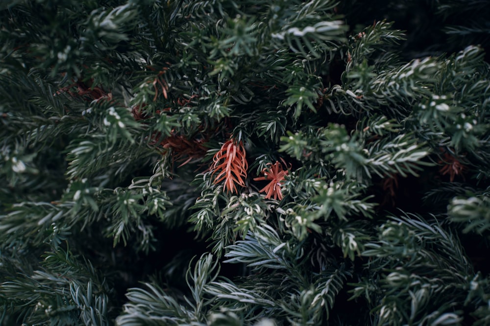 a group of plants with red flowers