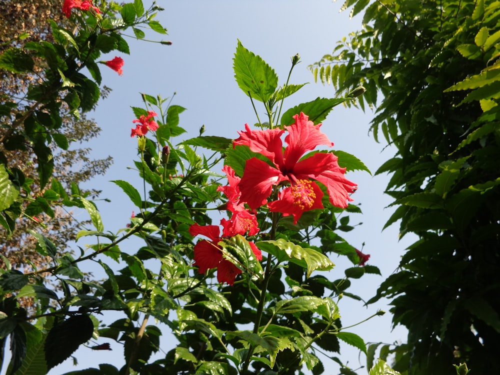 a red flower on a tree