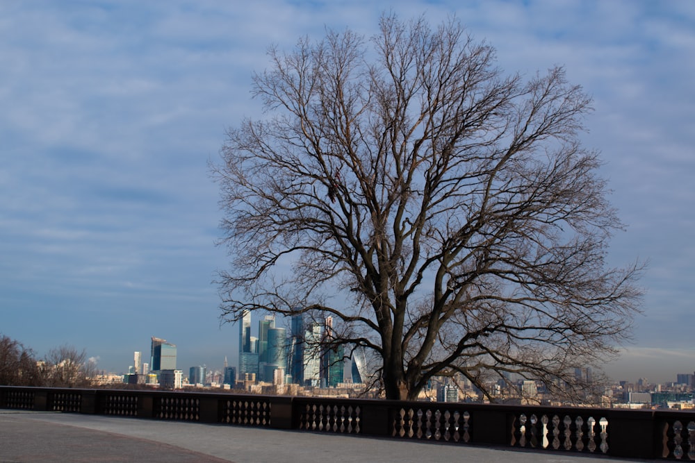 a tree in front of a city