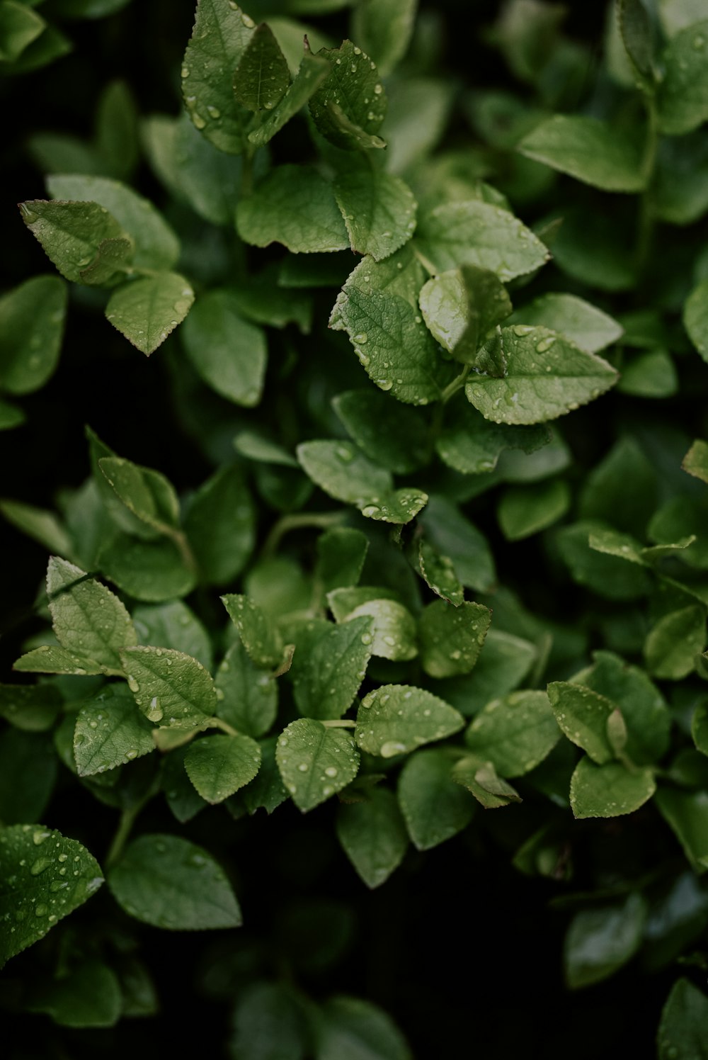 a close up of clovers