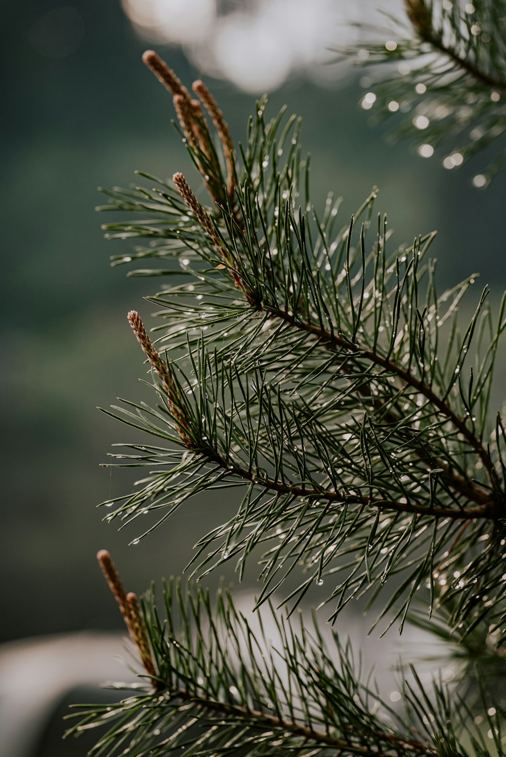 a close up of a pine tree