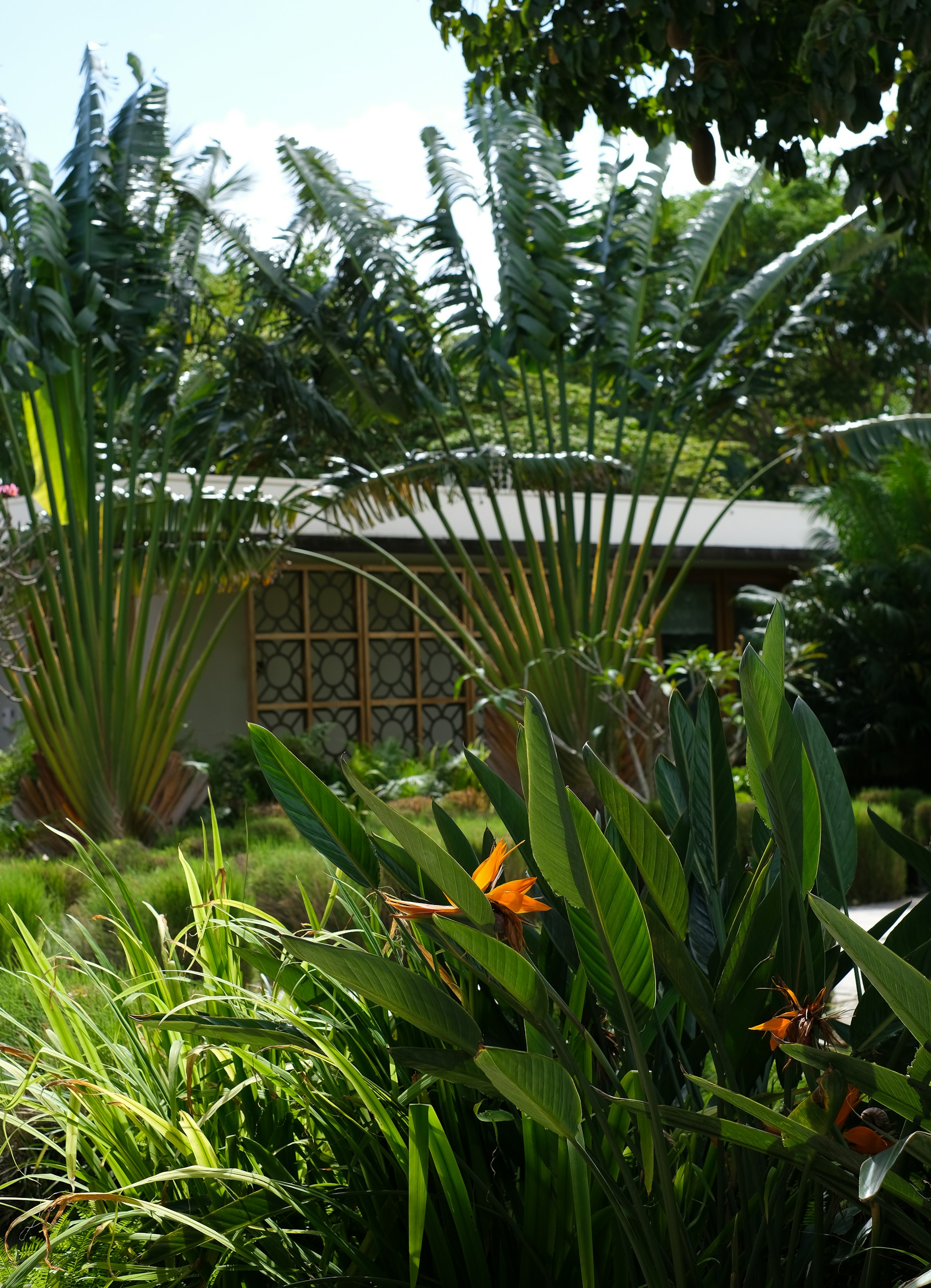 a gazebo in a tropical area