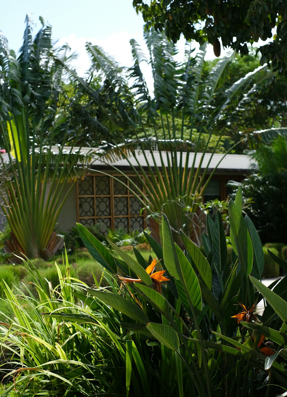 a gazebo in a tropical area