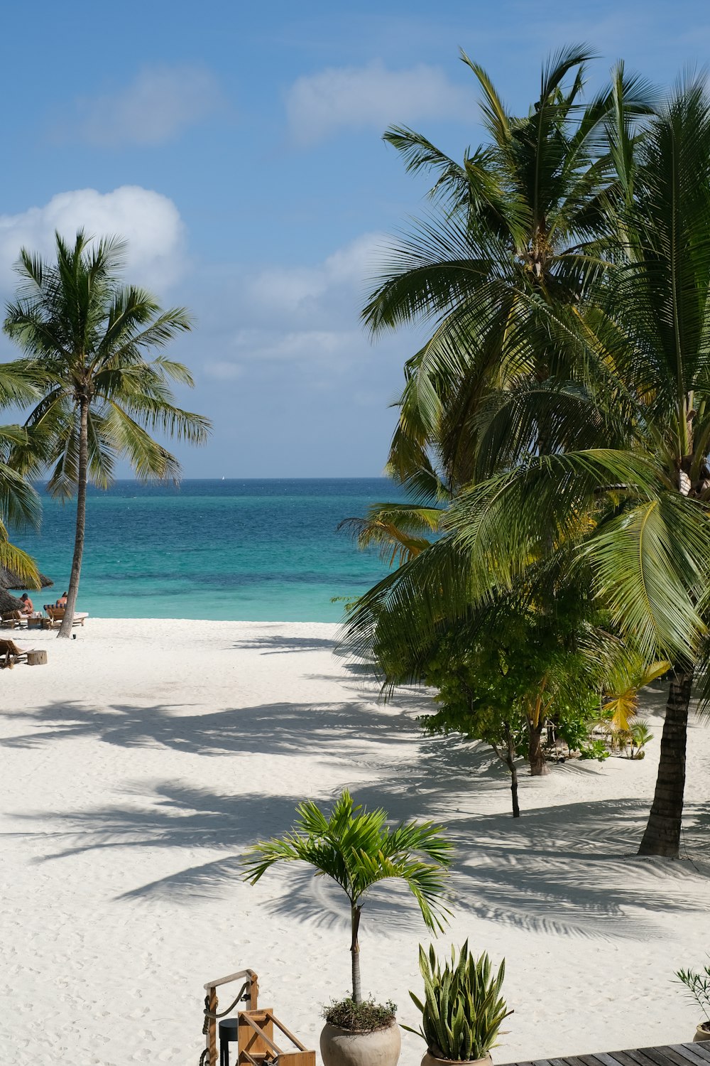 a beach with palm trees and water