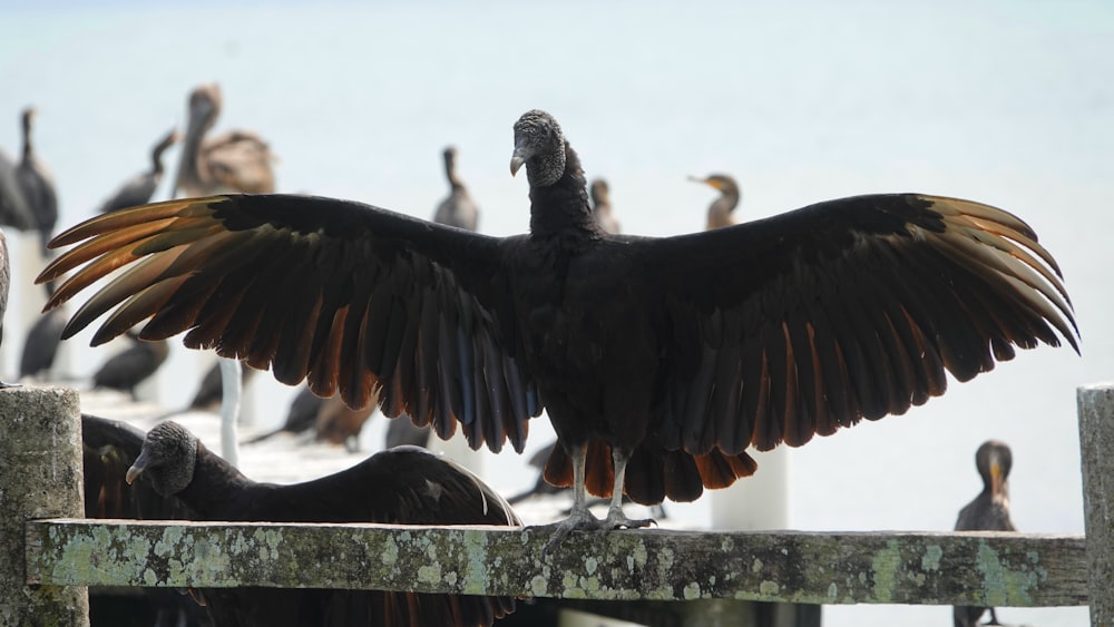 a group of birds on a fence