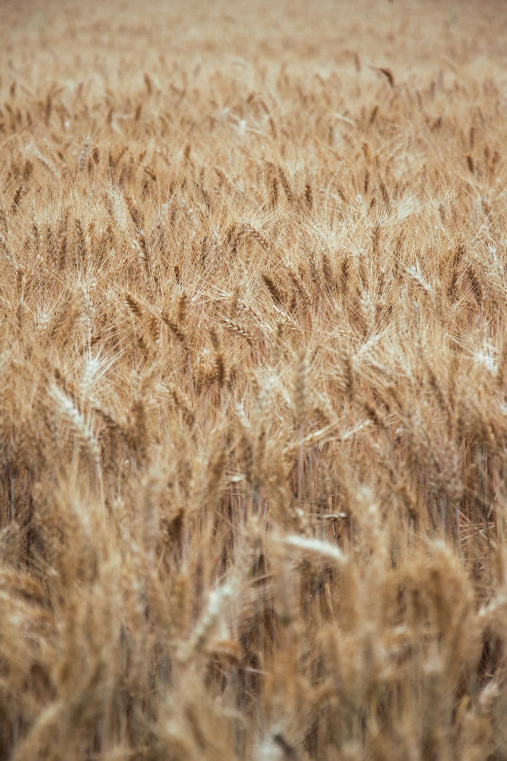 a field of wheat