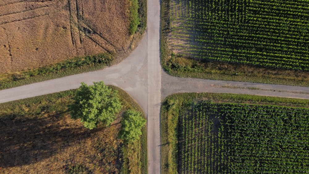 a road with trees and grass