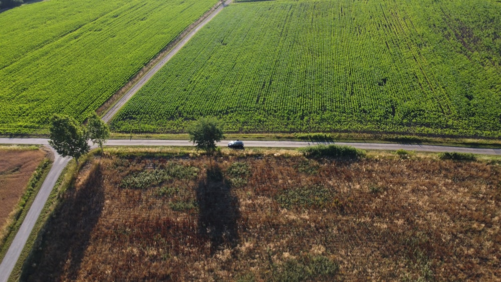 a person standing in a field