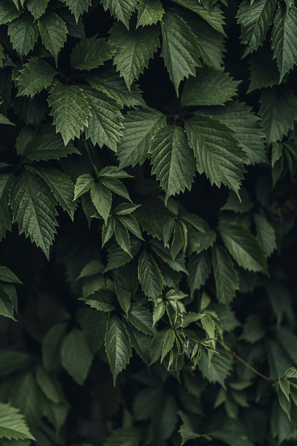 a close up of a tree