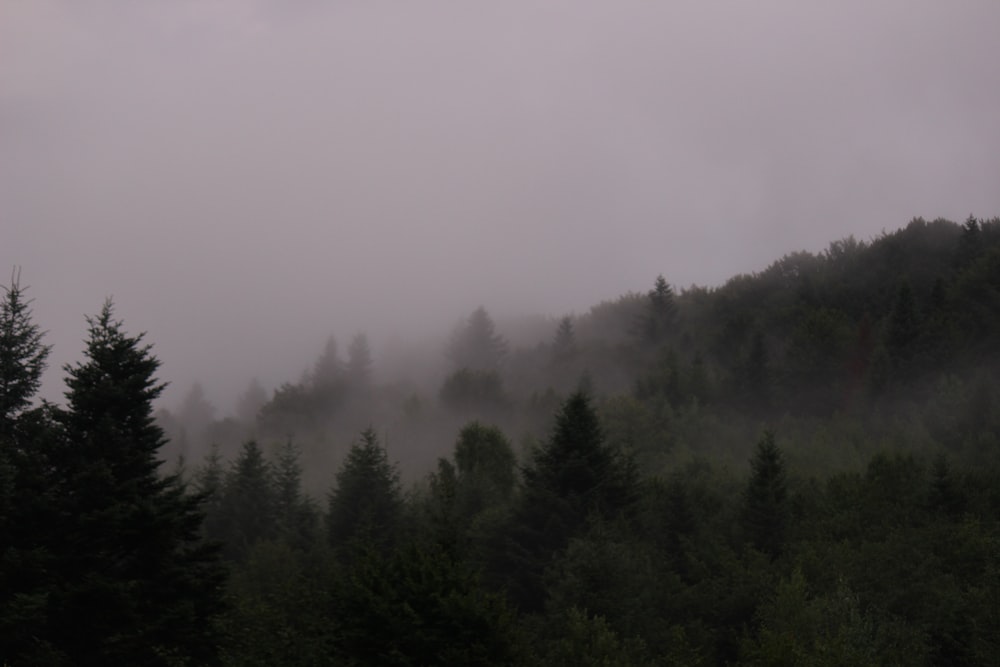 a foggy forest with trees