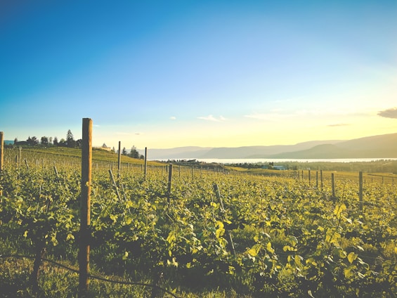 A vineyard stretches across rolling hills under a bright, clear sky. Wooden stakes support rows of grapevines that fill the foreground. In the distance, a shimmering body of water is visible, bordered by more hills. The landscape is bathed in warm, golden light.