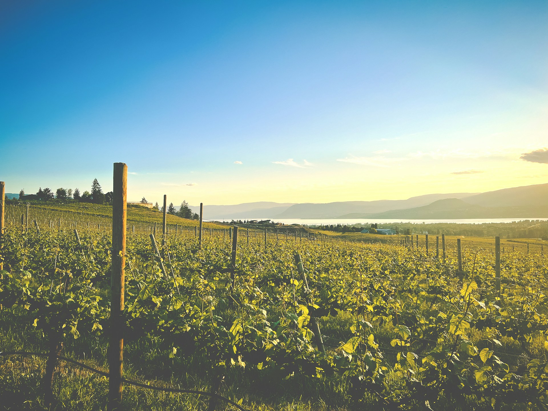 Vineyards with rows of grapevines stretching over rolling hills in a sunny landscape.